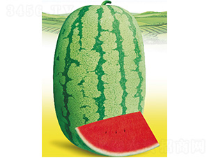 �޶���̖-���ϷN��-����