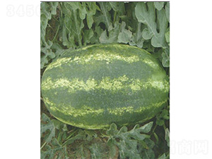 ����һ̖-���ϷN��-����