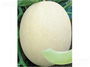 ��������̖-��ϷN��-����