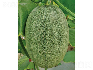 ������25̖-��ϷN��-����