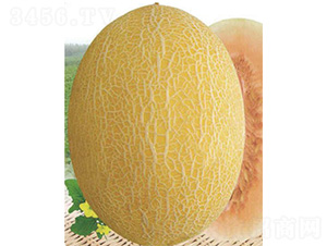 ������19̖-��ϷN��-����