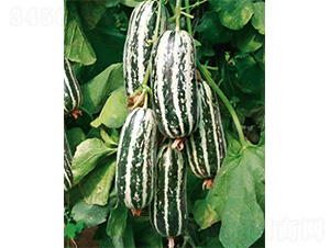 ������-��ϷN��-����