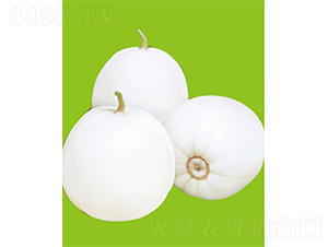 �O��20-��ϷN��-����