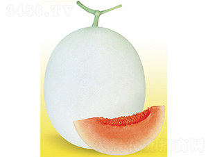 �״�һ̖-��ϷN��-����