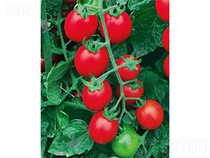 ����ţ-���ѷN��-����