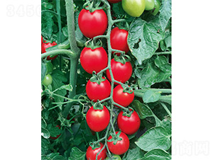 �_(t��i)�r(n��ng)1268-���ѷN��-����