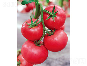 ʢ����̖(h��o)-���ѷN��-����