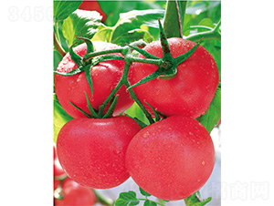 ʢ����̖(h��o)-���ѷN��-����