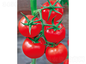 ِ����-���ѷN��-����