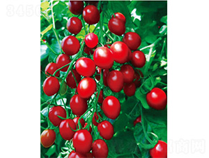 ��t-���ѷN��-����