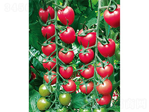 ���-���ѷN��-����