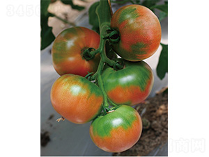 �������-���ѷN��-����