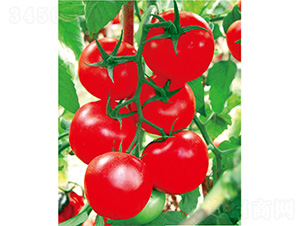 �{�_-���ѷN��-����