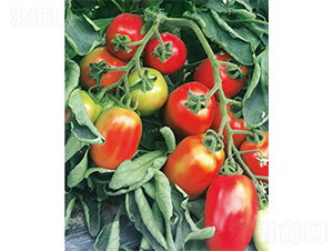 �R��˹-���ѷN��-����