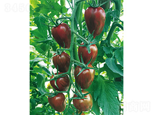 ��ؐ��-���ѷN��-����