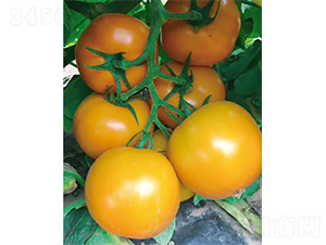 ���A��-���ѷN��-����