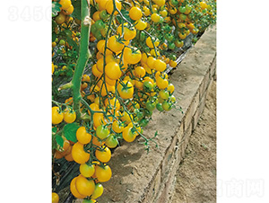 ���R-���ѷN��-����