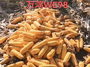 ���׷N��WE98-�f���N�I(y��)