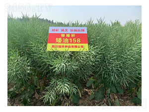 �ذ��U�Ͳ˷N��-����158-��̷N�I(y��)