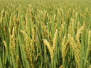 �Ͼ�52-ˮ���N��-����N�I(y��)