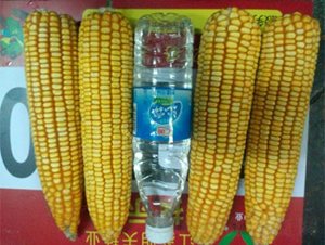 �K��20-���׷N��-����N�I(y��)