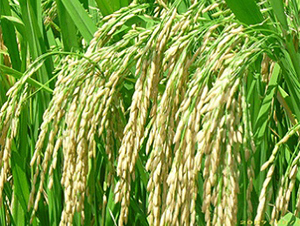 ����(y��u)938-ˮ���N��-����N�I(y��)