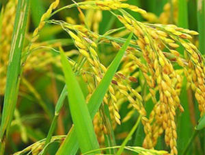 ��(y��u)42-ˮ���N��-����N�I(y��)