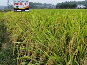 �̓Ƀ�(y��u)713-ˮ���N��-����N�I(y��)