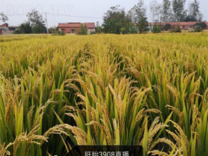 �Ͼ�3908-ˮ���N��-����N�I(y��)