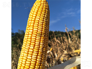 ���r(n��ng)��6̖-���׷N��-���r(n��ng)�N�I(y��)