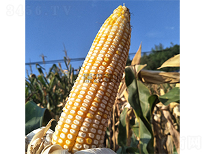 �y��333-���׷N��-���r(n��ng)�N�I(y��)