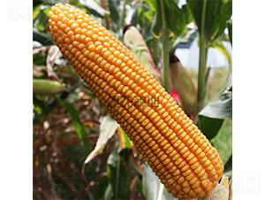 ���r(n��ng)��3̖-���׷N��-���r(n��ng)�N�I(y��)