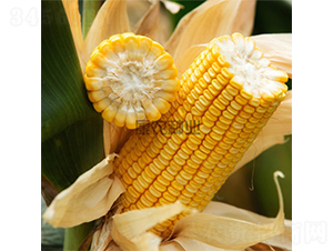 ���r(n��ng)��007-���׷N��-���r(n��ng)�N�I(y��)