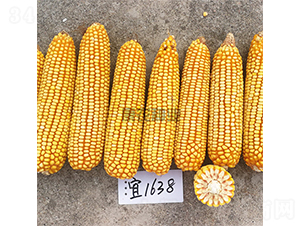 �ˆ�1638-���׷N��-���r(n��ng)�N�I(y��)