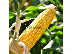 �й�666-���׷N��-���r(n��ng)�N�I(y��)