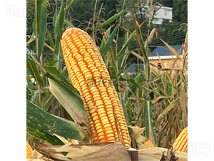 �й�555-���׷N��-���r(n��ng)�N�I(y��)