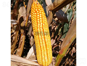 ���17-���׷N��-���r(n��ng)�N�I(y��)