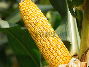 �L(zh��ng)��4̖(h��o)-���׷N��-���r(n��ng)�N�I(y��)