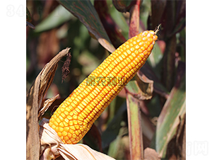 �߿�123-���׷N��-���r�N�I(y��)