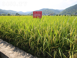 ��ʢ��(y��u)����ռ-ˮ���N��-���ķN�I(y��)