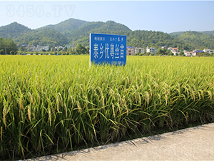 ̩�l(xi��ng)��(y��u)���z��-ˮ���N��-���ķN�I(y��)