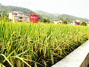 ��(chu��ng)�Ƀ�(y��u)1̖-ˮ���N��-���ķN�I(y��)