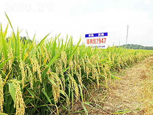 ��Ƀ�(y��u)7947-ˮ���N��-���ķN�I(y��)