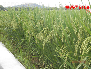 ��Ƀ�(y��u)6108-�絾�N��-���ķN�I(y��)