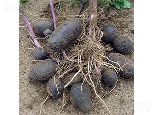 ϣɭ9̖-�����N��-ϣɭ