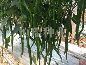 �ھ���-�����N��-����N�I(y��)