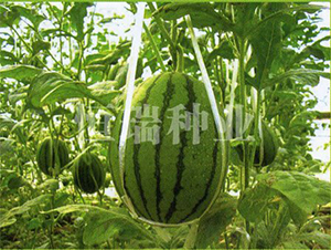 ��t��-���ϷN��-����N�I(y��)