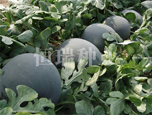 ���E�R-���ϷN��-����N�I(y��)