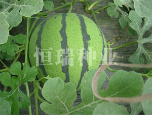 ���Ѿ���-���ϷN��-����N�I(y��)