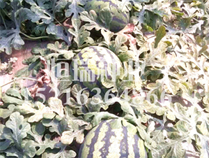 18K-���ϷN��-����N�I(y��)